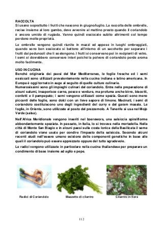 112
RACCOLTA
Si usano soprattutto i frutti che nascono in giugno/luglio. La raccolta delle ombrelle,
recise insieme al loro gambo, deve avvenire al mattino presto quando il coriandolo
è ancora umido di rugiada. Vanno quindi essiccate subito altrimenti col tempo
perdono molte proprietà.
Le ombrelle vengono quindi riunite in mazzi ed appese in luoghi ombreggiati,
quando sono ben essiccate si battono all'interno di un sacchetto per separare i
frutti dai peduncoli che li sostengono. I frutti si conservano poi in recipienti di vetro.
I semi si dovrebbero conservare interi poiché la polvere di coriandolo perde aroma
molto facilmente.
USO IN CUCINA
Benché originaria dei paesi del Mar Mediterraneo, le foglie fresche ed i semi
essiccati sono utilizzati prevalentemente nella cucina indiana e latino americana. In
Europa è oggi tornato in auge al seguito di quelle culture culinarie.
Numerosissimi sono gli impieghi culinari del coriandolo. Entra nella preparazione di
alcuni salumi, insaporisce carne, pesce e verdure, ma profuma anche birre, biscotti,
confetti e il pampepato; i semi vengono utilizzati come spezia. Questi sono meno
piccanti delle foglie, sono dolci con un lieve sapore di limone. Macinati, i semi di
coriandolo costituiscono uno degli ingredienti del curry e del garam masala. Le
foglie, in Oriente, sono utilizzate al posto del prezzemolo. A Tenerife si usa nel Mojo
Verde (salsa).
Nell'Africa Meridionale vengono inseriti nel boerewors, una salsiccia spiraliforme
abbondantemente speziata. In passato, in Italia, lo si trovava nella mortadella. Nella
città di Monte San Biagio e in alcuni paesi sulla costa Ionica della Basilicata il seme
di coriandolo viene usato per condire l'impasto della salsiccia. Secondo alcuni
recenti studi nell'essere umano esistono delle componenti genetiche in base alle
quali il coriandolo può essere apprezzato oppure del tutto sgradevole.
Le radici vengono utilizzate in particolare nella cucina thailandese per preparare un
condimento di base insieme ad aglio e pepe.
Radici di Coriandolo Mazzetto di cilantro Cilantro in fiore
 