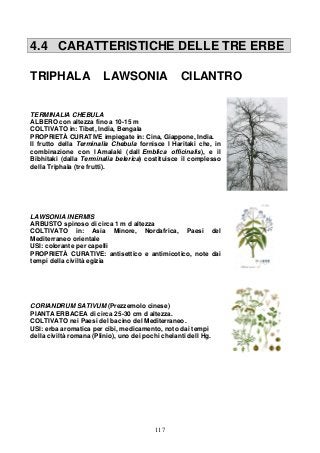 117
4.4 CARATTERISTICHE DELLE TRE ERBE
TRIPHALA LAWSONIA CILANTRO
TERMINALIA CHEBULA
ALBERO con altezza fino a 10-15 m
COLTIVATO in: Tibet, India, Bengala
PROPRIETÀ CURATIVE impiegate in: Cina, Giappone, India.
Il frutto della Terminalia Chebula fornisce l Haritaki che, in
combinazione con l Amalaki (dall Emblica officinalis), e il
Bibhitaki (dalla Terminalia belerica) costituisce il complesso
della Triphala (tre frutti).
LAWSONIA INERMIS
ARBUSTO spinoso di circa 1 m d altezza
COLTIVATO in: Asia Minore, Nordafrica, Paesi del
Mediterraneo orientale
USI: colorante per capelli
PROPRIETÀ CURATIVE: antisettico e antimicotico, note dai
tempi della civiltà egizia
CORIANDRUM SATIVUM (Prezzemolo cinese)
PIANTA ERBACEA di circa 25-30 cm d altezza.
COLTIVATO nei Paesi del bacino del Mediterraneo.
USI: erba aromatica per cibi, medicamento, noto dai tempi
della civiltà romana (Plinio), uno dei pochi chelanti dell Hg.
 