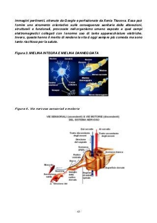 43
immagini pertinenti, ottenute da Google e perfezionate da Xenia Tkacova. Essa può
fornire uno strumento orientativo sulle conseguenze sanitarie delle alterazioni,
strutturali e funzionali, provocate nell organismo umano esposto a quei campi
elettromagnetici collegati con l enorme uso di tante apparecchiature elettriche.
Invero, queste hanno il merito di rendere la vita d oggi sempre più comoda ma sono
tanto rischiose per la salute.
Figura 3. MIELINA INTEGRA E MIELINA DANNEGGIATA
Figura 4. Vie nervose sensoriali e motorie
 