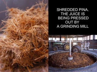 SHREDDED PINA. THE JUICE IS BEING PRESSED OUT BY  A GRINDING MILL 