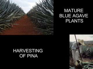 MATURE  BLUE AGAVE  PLANTS HARVESTING OF PINA 