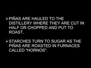 PIÑAS ARE HAULED TO THE DISTILLERY WHERE THEY ARE CUT IN HALF OR CHOPPED AND PUT TO ROAST.  STARCHES TURN TO SUGAR AS THE PIÑAS ARE ROASTED IN FURNACES CALLED "HORNOS".  