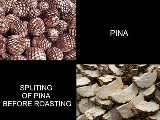 PINA SPLITING  OF PINA  BEFORE ROASTING 