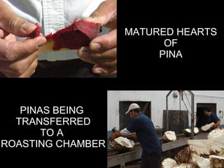 MATURED HEARTS OF  PINA PINAS BEING  TRANSFERRED TO A  ROASTING CHAMBER 