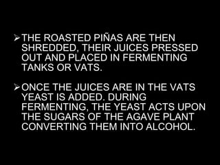 THE ROASTED PIÑAS ARE THEN SHREDDED, THEIR JUICES PRESSED OUT AND PLACED IN FERMENTING TANKS OR VATS.  ONCE THE JUICES ARE IN THE VATS YEAST IS ADDED. DURING FERMENTING, THE YEAST ACTS UPON THE SUGARS OF THE AGAVE PLANT CONVERTING THEM INTO ALCOHOL.  