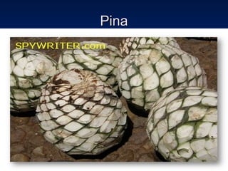 PinaPina
 