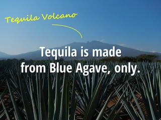 Titelmasterformat durch Klicken bearbeiten
Tequila is made
from Blue Agave, only.
 