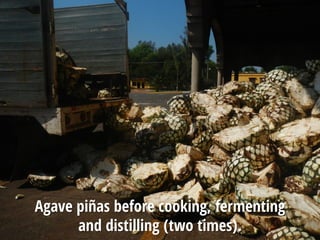 Agave piñas before cooking, fermenting
and distilling (two times).
 