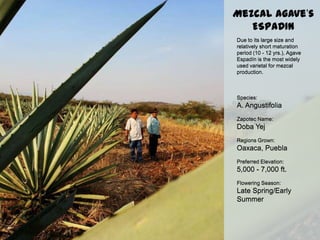 Due to its large size and
relatively short maturation
period (10 - 12 yrs.), Agave
Espadín is the most widely
used varietal for mezcal
production.
Species:
A. Angustifolia
Zapotec Name:
Doba Yej
Regions Grown:
Oaxaca, Puebla
Preferred Elevation:
5,000 - 7,000 ft.
Flowering Season:
Late Spring/Early
Summer
Due to its large size and
relatively short maturation
period (10 - 12 yrs.), Agave
Espadín is the most widely
used varietal for mezcal
production.
Species:
A. Angustifolia
Zapotec Name:
Doba Yej
Regions Grown:
Oaxaca, Puebla
Preferred Elevation:
5,000 - 7,000 ft.
Flowering Season:
Late Spring/Early
Summer
Mezcal Agave’s
ESPADIN
 