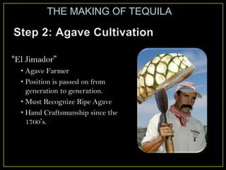 “El Jimador”
• Agave Farmer
• Position is passed on from
generation to generation.
• Must Recognize Ripe Agave
• Hand Craftsmanship since the
1700’s.
THE MAKING OF TEQUILA
 