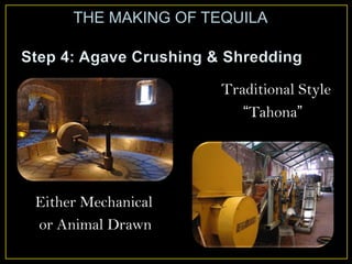 Traditional Style
“Tahona”
Either Mechanical
or Animal Drawn
THE MAKING OF TEQUILA
 