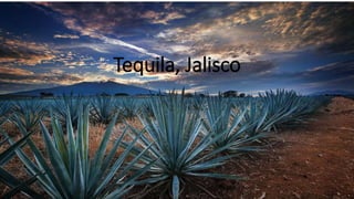 Tequila, Jalisco
 
