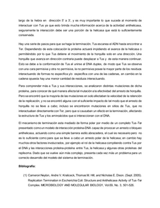 largo de la hebra en dirección 5' a 3', y es muy importante lo que sucede al momento de
interactuar con Tus ya que esto brinda mucha información acerca de la actividad antihelicasa,
seguramente la interacción debe ser una porción de la helicasa que está lo suficientemente
conservada.
Hay una serie de pasos para que se haga la terminación. Tus escanea el ADN hasta encontrar a
Ter. Dependiendo de esta colocación la proteína actuará impidiendo el avance de la helicasa o
permitiéndolo por lo que Tus detiene el movimiento de la horquilla solo en una dirección. Una
horquilla que avanza en dirección contraria puede desplazar a Tus y de esta manera continuar.
Esto se debe a la conformación de Tus al unirse al DNA duplex, de modo que Tus se observa
con una cara permisiva y otra no permisiva, la no permisiva posee la mayor parte de los residuos
interactuando de formas no especifica y/o específica con una de las cadenas, en cambio en la
cadena opuesta hay una menor cantidad de residuos interactuando.
Para comprender más a Tus y sus interacciones, se analizaron distintas mutaciones de dicha
proteína, para conocer de qué manera afecta tal mutación a la efectividad del arresto de horquilla.
Pero se encontró que la mayoría de las mutaciones en solo afectaban la velocidad de la retención
de la replicación, y no se encontró alguna con el suficiente impacto de tal modo que el arresto de
horquilla no se lleve a cabo; incluso se encontraron mutaciones en sitios de Tus, que no
interactuaban directamente con Ter, pero que si causaban un efecto en la terminación, afectando
la estructura de Tus y los aminoácidos que si interaccionan con el DNA.
El mecanismo de terminación esta mediado de forma polar por medio de un completo Tus-Ter
presentado comoun modelo de interacción proteína-DNA capaz de provocar un arresto o bloqueo
antihelicasa, actuando como una simple barrera estilo abrazadera, el cual es necesario pero no
es lo suficiente como para que se lleve a cabo un arresto polar de la helicasa; en cambio hay
muchos otros factores involucrados, por ejemplo el rol de la helicasa compitiendo contra Tus por
el DNA y las interacciones proteína-proteína entre Tus, la helicasa y algunas otras proteínas del
replisoma. Dado que se vuelve aún más complejo, presenta cada vez más un problema para un
correcto desarrollo del modelo del sistema de terminación.
Bibliografía:
(1) Cameron Neylon, Andre V. Kraliceck, Thomas M. Hill, and Nicholas E. Dixon. (Sept. 2005).
Replication Termination in Escherichia Coli: Structure and Antihelicase Activity of Tus-Ter
Complex. MICROBIOLOGY AND MOLEGULAR BIOLOGY, Vol.69, No. 3, 501-526.
 