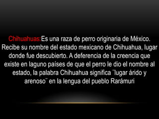 Chihuahuas:Es una raza de perro originaria de México.
Recibe su nombre del estado mexicano de Chihuahua, lugar
donde fue descubierto. A deferencia de la creencia que
existe en laguno países de que el perro le dio el nombre al
estado, la palabra Chihuahua significa ¨lugar árido y
arenoso¨ en la lengua del pueblo Rarámuri

 
