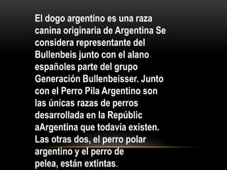 El dogo argentino es una raza
canina originaria de Argentina Se
considera representante del
Bullenbeis junto con el alano
españoles parte del grupo
Generación Bullenbeisser. Junto
con el Perro Pila Argentino son
las únicas razas de perros
desarrollada en la Repúblic
aArgentina que todavía existen.
Las otras dos, el perro polar
argentino y el perro de
pelea, están extintas.

 