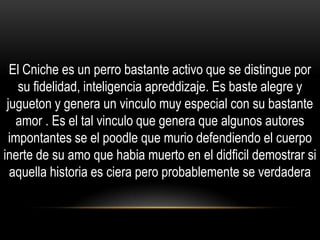 El Cniche es un perro bastante activo que se distingue por
su fidelidad, inteligencia apreddizaje. Es baste alegre y
jugueton y genera un vinculo muy especial con su bastante
amor . Es el tal vinculo que genera que algunos autores
impontantes se el poodle que murio defendiendo el cuerpo
inerte de su amo que habia muerto en el didficil demostrar si
aquella historia es ciera pero probablemente se verdadera

 