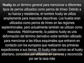 Husky es un término general para mencionar a diferentes
tipos de perros utilizados como perros de trineo] Debido a
su fuerza y resistencia, el nombre husky se utiliza
ampliamente para mascotas deportivas. Los huskie eran
utilizados como perros de trineo en las regiones
septentrionales, pero actualmente también se utilizan como
mascotas. Históricamente, la palabra husky es una
deformación del término derivativo eskie también utilizado
para mencionar a las tribus esquimales que entraron en
contacto con los europeos que realizaron las primeras
expediciones a sus tierras. El husky más común es el husky
siberiano, conocidos por utilizarse en carreras y reconocida
por ser la raza más

 