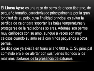 El Lhasa Apso es una raza de perro de origen tibetano, de
pequeño tamaño, caracterizado principalmente por la gran
longitud de su pelo, cuya finalidad principal es evitar la
pérdida de calor para soportar las bajas temperaturas y
protegerse de la radiaciones solares. Además son perros
muy cariñosos con su amo, aunque a veces son muy
celosos cuando su amo está con niños pequeños u otros
perros.
Se dice que ya existía en torno al año 800 a. C. Su principal
cometido era el de alertar con sus fuertes ladridos a los
mastines tibetanos de la presencia de extraños

 