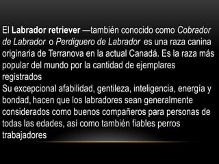 El Labrador retriever —también conocido como Cobrador
de Labrador o Perdiguero de Labrador es una raza canina
originaria de Terranova en la actual Canadá. Es la raza más
popular del mundo por la cantidad de ejemplares
registrados
Su excepcional afabilidad, gentileza, inteligencia, energía y
bondad, hacen que los labradores sean generalmente
considerados como buenos compañeros para personas de
todas las edades, así como también fiables perros
trabajadores

 