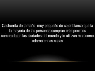 Cachorrita de tamaño muy pequeño de color blanco que la
la mayoria de las personas compran este perro es
comprado en las ciudades del mundo y lo utilizan mas como
adorno en las casas

 