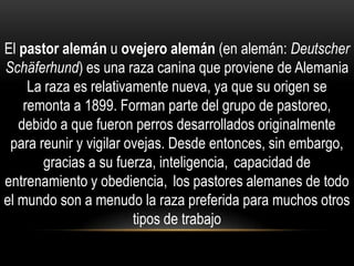 El pastor alemán u ovejero alemán (en alemán: Deutscher
Schäferhund) es una raza canina que proviene de Alemania
La raza es relativamente nueva, ya que su origen se
remonta a 1899. Forman parte del grupo de pastoreo,
debido a que fueron perros desarrollados originalmente
para reunir y vigilar ovejas. Desde entonces, sin embargo,
gracias a su fuerza, inteligencia, capacidad de
entrenamiento y obediencia, los pastores alemanes de todo
el mundo son a menudo la raza preferida para muchos otros
tipos de trabajo

 