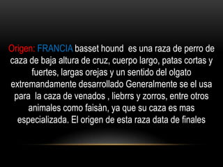 Origen: FRANCIA basset hound es una raza de perro de
caza de baja altura de cruz, cuerpo largo, patas cortas y
fuertes, largas orejas y un sentido del olgato
extremandamente desarrollado Generalmente se el usa
para la caza de venados , liebrrs y zorros, entre otros
animales como faisàn, ya que su caza es mas
especializada. El origen de esta raza data de finales

 