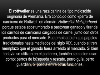 El rottweiler es una raza canina de tipo molosoide
originaria de Alemania. Era conocido como «perro de
carnicero de Rottweil en alemán: Rottweiler Metzgerhund
porque estaba acostumbrado a pastorear ganado y tirar de
los carritos de carnicería cargados de carne, junto con otros
productos para el mercado. Fue empleado en sus papeles
tradicionales hasta mediados del siglo XIX, cuando el tren
reemplazó que el ganado fuera arreado al mercado. Si bien
todavía se utilizan en el pastoreo, también se suelen usar
como: perros de búsqueda y rescate, perro guía, perro
guardián, o policía entre otras funciones.

 
