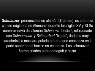 Schnauzer pronunciado en alemán ˈ
ʃnaʊtsɐ] es una raza
canino originada en Alemania durante los siglos XV y XI Su
nombre deriva del alemán Schnauze 'hocico', relacionado
con Schnauzbart y Schnurrbart 'bigote', dada su muy
característica máscara peluda o barba que comienza en la
parte superior del hocico en esta raza. Los schnauzer
fueron criados para perseguir y cazar

 
