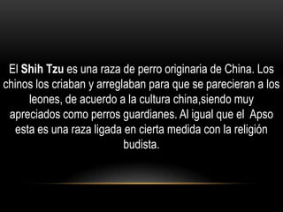 El Shih Tzu es una raza de perro originaria de China. Los
chinos los criaban y arreglaban para que se parecieran a los
leones, de acuerdo a la cultura china,siendo muy
apreciados como perros guardianes. Al igual que el Apso
esta es una raza ligada en cierta medida con la religión
budista.

 