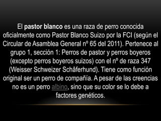 El pastor blanco es una raza de perro conocida
oficialmente como Pastor Blanco Suizo por la FCI (según el
Circular de Asamblea General nº 65 del 2011). Pertenece al
grupo 1, sección 1: Perros de pastor y perros boyeros
(excepto perros boyeros suizos) con el nº de raza 347
(Weisser Schweizer Schâferhund). Tiene como función
original ser un perro de compañía. A pesar de las creencias
no es un perro albino, sino que su color se lo debe a
factores genéticos.

 