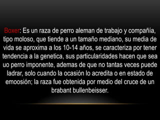 Boxer: Es un raza de perro aleman de trabajo y compañía,
tipo moloso, que tiende a un tamaño mediano, su media de
vida se aproxima a los 10-14 años, se caracteriza por tener
tendencia a la genetica, sus particularidades hacen que sea
uo perro imponente, ademas de que no tantas veces puede
ladrar, solo cuando la ocasión lo acredita o en estado de
emoosión; la raza fue obtenida por medio del cruce de un
brabant bullenbeisser.

 