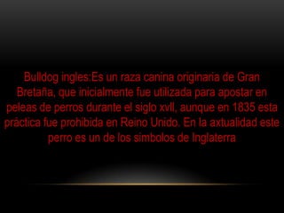 Bulldog ingles:Es un raza canina originaria de Gran
Bretaña, que inicialmente fue utilizada para apostar en
peleas de perros durante el siglo xvll, aunque en 1835 esta
práctica fue prohibida en Reino Unido. En la axtualidad este
perro es un de los simbolos de Inglaterra

 
