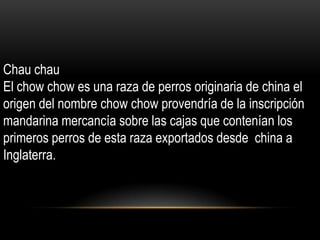 Chau chau
El chow chow es una raza de perros originaria de china el
origen del nombre chow chow provendría de la inscripción
mandarina mercancía sobre las cajas que contenían los
primeros perros de esta raza exportados desde china a
Inglaterra.

 