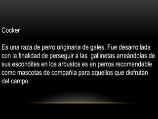 Cocker
Es una raza de perro originaria de gales. Fue desarrollada
con la finalidad de perseguir a las gallinetas arreándolas de
sus escondites en los arbustos es en perros recomendable
como mascotas de compañía para aquellos que disfrutan
del campo.

 