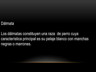 Dálmata
Los dálmatas constituyen una raza de perro cuya
característica principal es su pelaje blanco con manchas
negras o marrones.

 