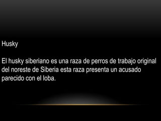 Husky
El husky siberiano es una raza de perros de trabajo original
del noreste de Siberia esta raza presenta un acusado
parecido con el loba.

 