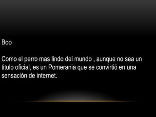 Boo
Como el perro mas lindo del mundo , aunque no sea un
titulo oficial, es un Pomerania que se convirtió en una
sensación de internet.

 