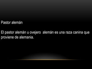 Pastor alemán
El pastor alemán u ovejero alemán es una raza canina que
proviene de alemania.

 