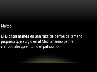 Maltes
El Bichón maltés es una raza de perros de tamaño
pequeño que surgió en el Mediterráneo central
siendo Italia quien tomó el patrocinio.

 
