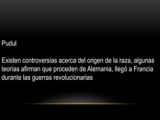 Pudul
Existen controversias acerca del origen de la raza, algunas
teorías afirman que proceden de Alemania, llegó a Francia
durante las guerras revolucionarias

 