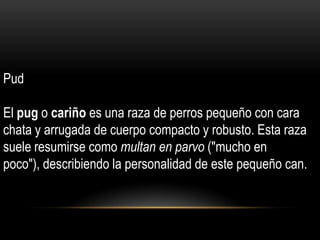 Pud
El pug o cariño es una raza de perros pequeño con cara
chata y arrugada de cuerpo compacto y robusto. Esta raza
suele resumirse como multan en parvo ("mucho en
poco"), describiendo la personalidad de este pequeño can.

 