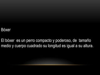 Bóxer
El bóxer es un perro compacto y poderoso, de tamaño
medio y cuerpo cuadrado su longitud es igual a su altura.

 