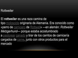 Rottweiler

El rottweiler es una raza camina de
tipo molosoide originaria de Alemania. Era conocido como
«perro de carnicero de Rottweil» —en alemán: Rottweiler
Metzgerhund— porque estaba acostumbrado
a pastorear ganado y tirar de los carritos de carnicería
cargados de carne, junto con otros productos para el
mercado

 