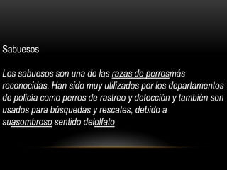 Sabuesos
Los sabuesos son una de las razas de perrosmás
reconocidas. Han sido muy utilizados por los departamentos
de policía como perros de rastreo y detección y también son
usados para búsquedas y rescates, debido a
suasombroso sentido delolfato

 