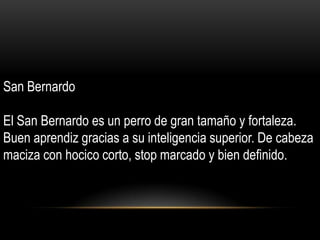 San Bernardo
El San Bernardo es un perro de gran tamaño y fortaleza.
Buen aprendiz gracias a su inteligencia superior. De cabeza
maciza con hocico corto, stop marcado y bien definido.

 