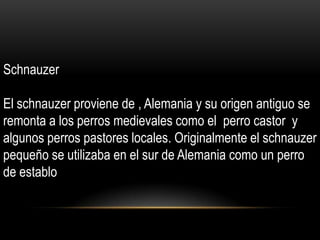 Schnauzer
El schnauzer proviene de , Alemania y su origen antiguo se
remonta a los perros medievales como el perro castor y
algunos perros pastores locales. Originalmente el schnauzer
pequeño se utilizaba en el sur de Alemania como un perro
de establo

 