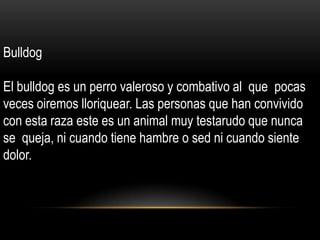Bulldog

El bulldog es un perro valeroso y combativo al que pocas
veces oiremos lloriquear. Las personas que han convivido
con esta raza este es un animal muy testarudo que nunca
se queja, ni cuando tiene hambre o sed ni cuando siente
dolor.

 