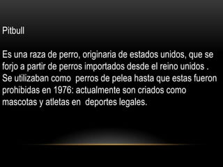 Pitbull

Es una raza de perro, originaria de estados unidos, que se
forjo a partir de perros importados desde el reino unidos .
Se utilizaban como perros de pelea hasta que estas fueron
prohibidas en 1976: actualmente son criados como
mascotas y atletas en deportes legales.

 