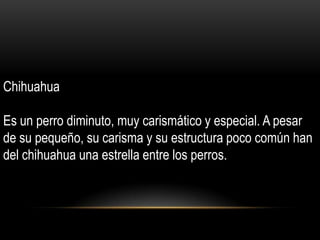 Chihuahua
Es un perro diminuto, muy carismático y especial. A pesar
de su pequeño, su carisma y su estructura poco común han
del chihuahua una estrella entre los perros.

 