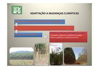 ADAPTAÇÃO A MUDANÇAS CLIMÁTICAS
VENTOS, SECAS, GEADAS, PRAGAS, DOENÇAS..
GARANTIR E AMPLIAR AS FRONTEIRAS DE ADAPTAÇÃO
NOVOS CRUZAMENTOS
torelliana x citriodora: densidade da madeira
Urophylla x globulus: qualidade do papel
Nitens x globulus: resistência ao frio
 